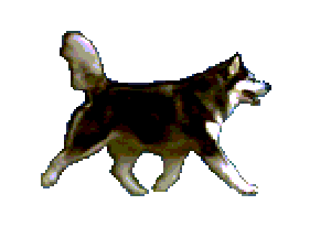 gif of a dog running